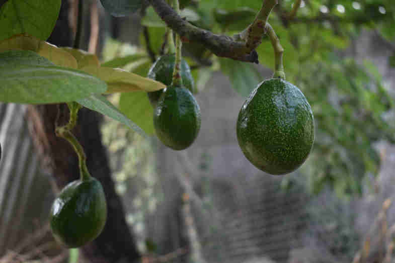 Scopri come si mangia l'avocado biologico di Sicilia