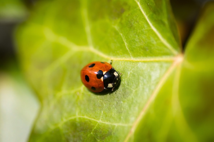 coccinella che si nutre di parassiti nelle coltivazioni biologiche
