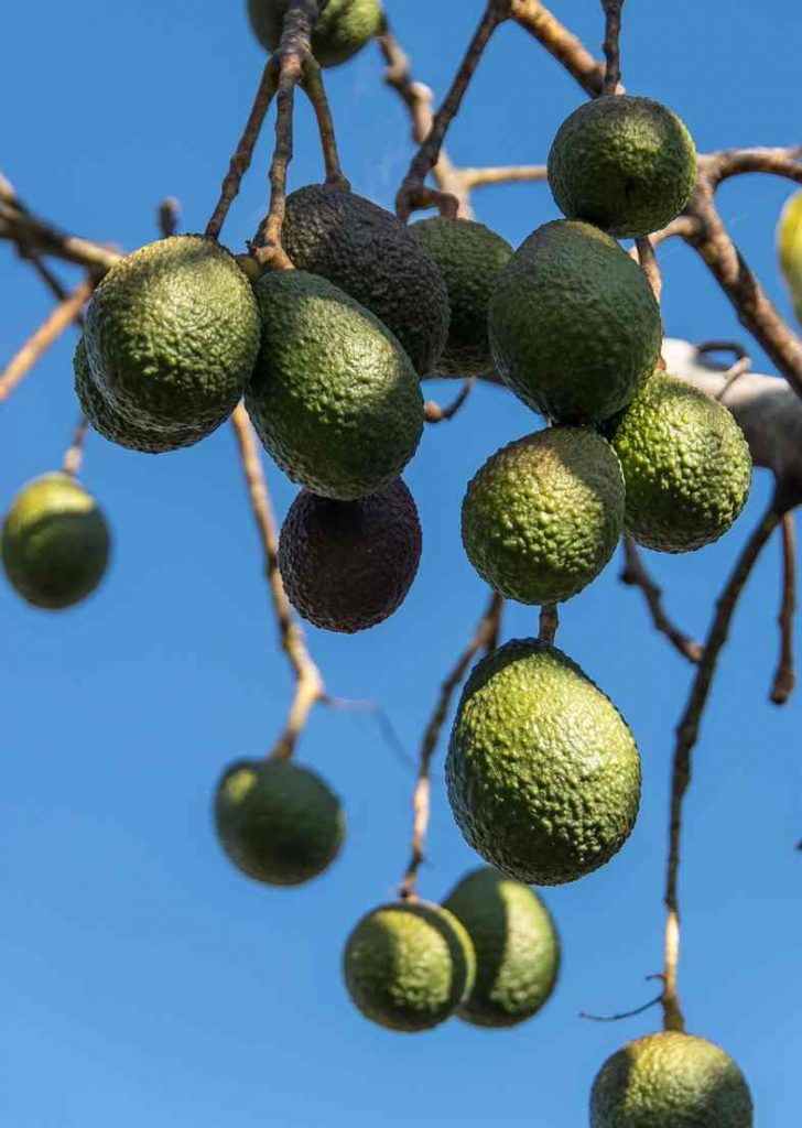 Ecco perché è meglio scegliere avocado biologico