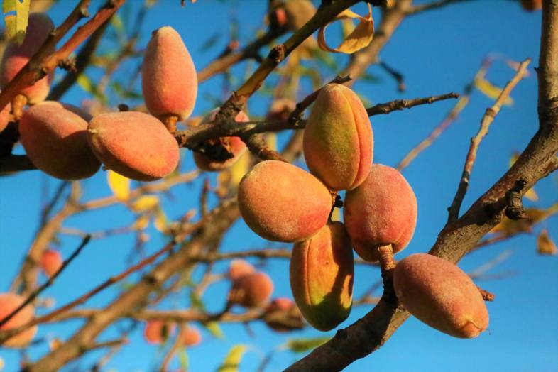 Mandorle coltivate biologicamente, di qualità