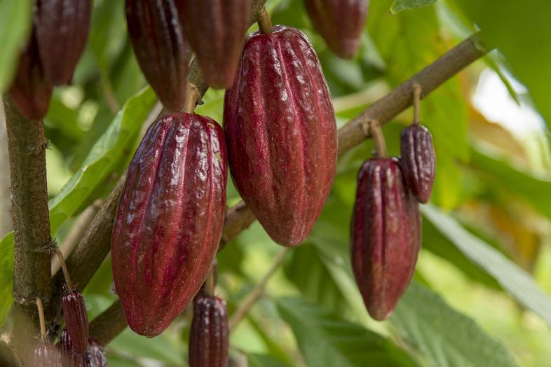 Pianta di cacao bio